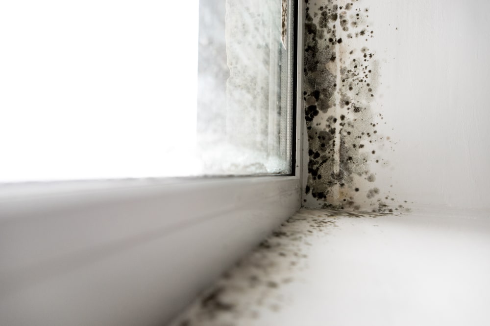 Understanding the Importance of Mold Remediation