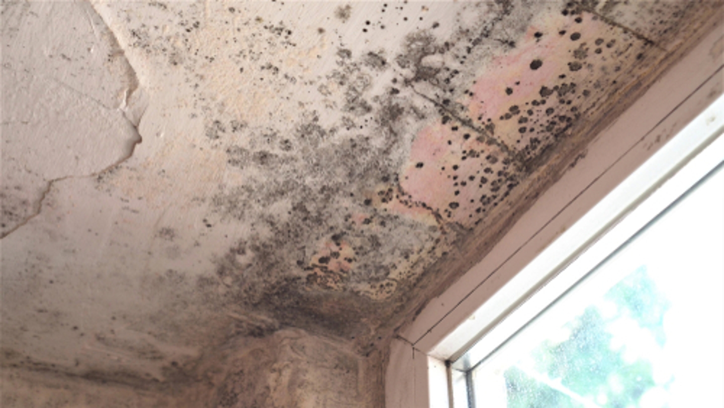 Finding a Great  Mold Removal Service: Top Strategies